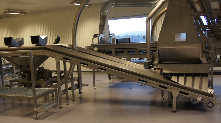Grading conveyor in chick processing room
