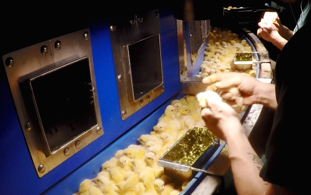 Sexing carousel during chick processing